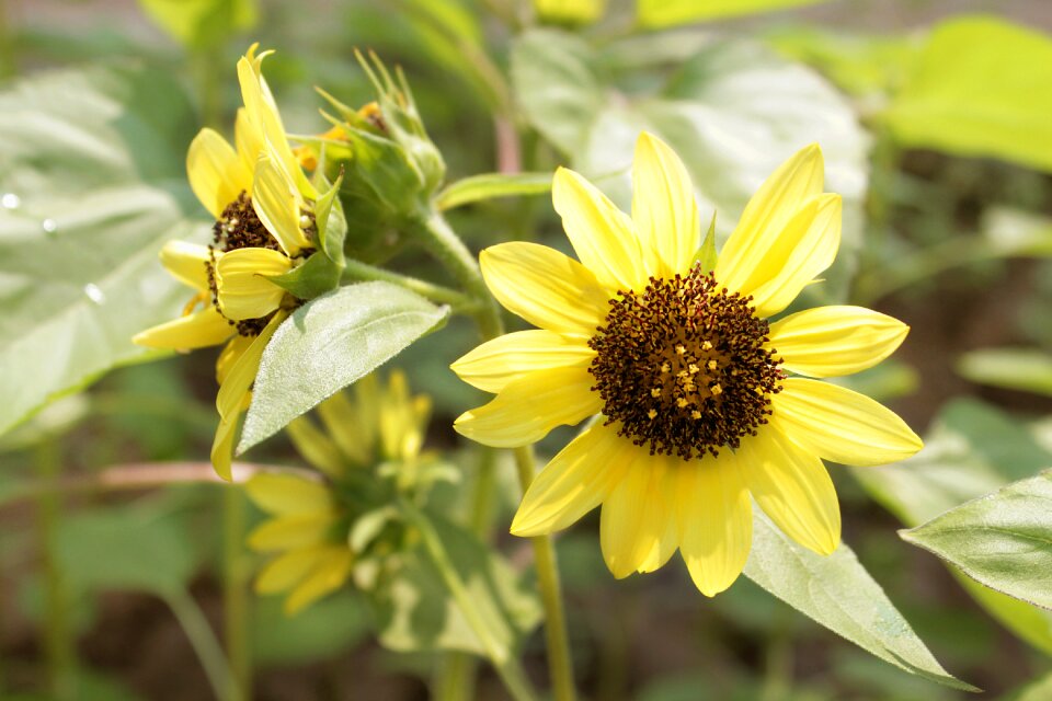 Yellow nature summer