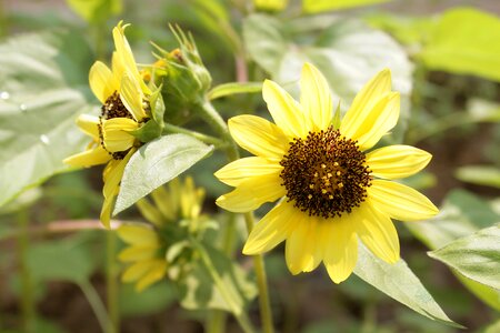 Yellow nature summer
