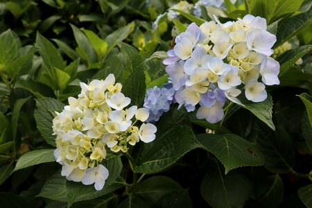 Plant xie hydrangea
