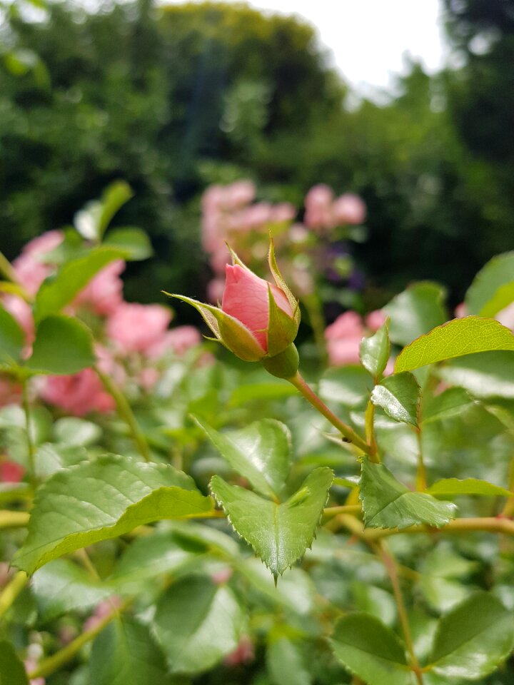 Garden nature leaf