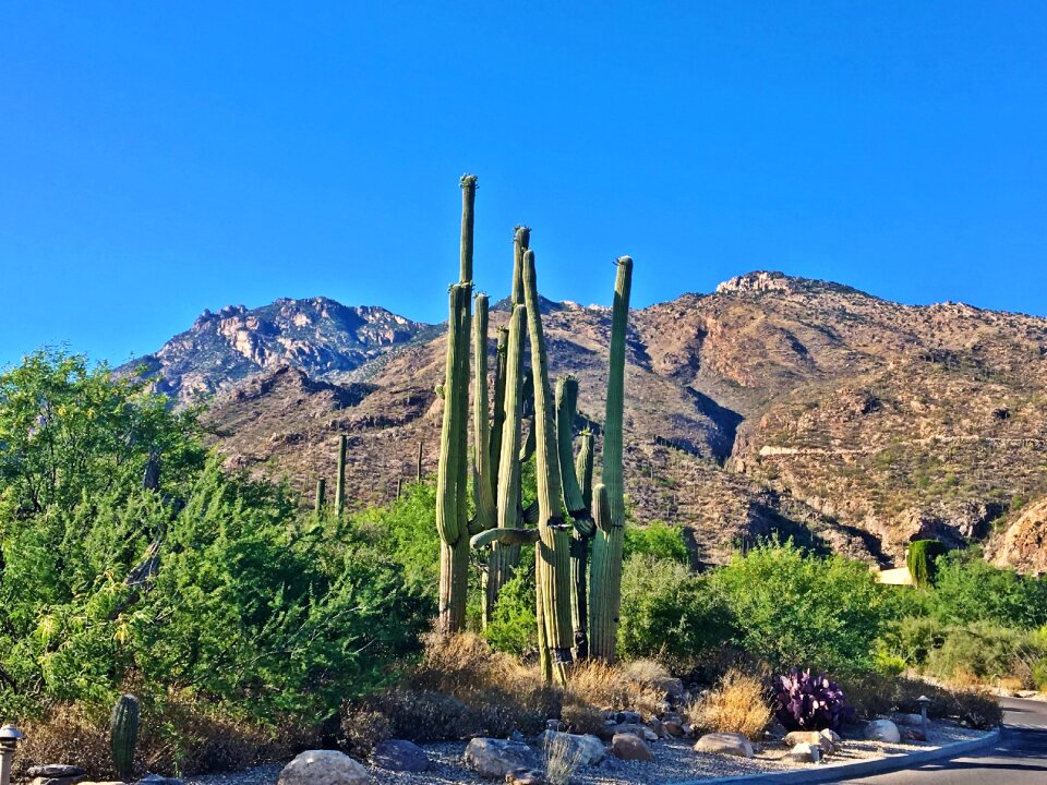 Landscape phoenix desert