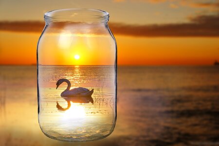 Sea lake swans