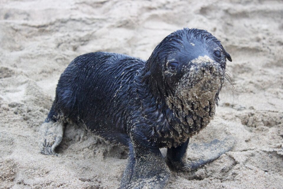 Coast marine wildlife