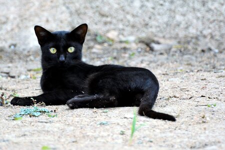 Sitting black cat photo