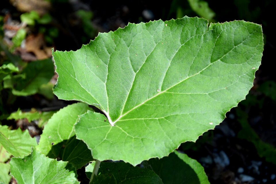 Plant nature large leaves