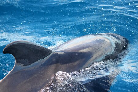 Dolphins nature marine mammals