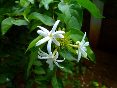 Flower close up nature