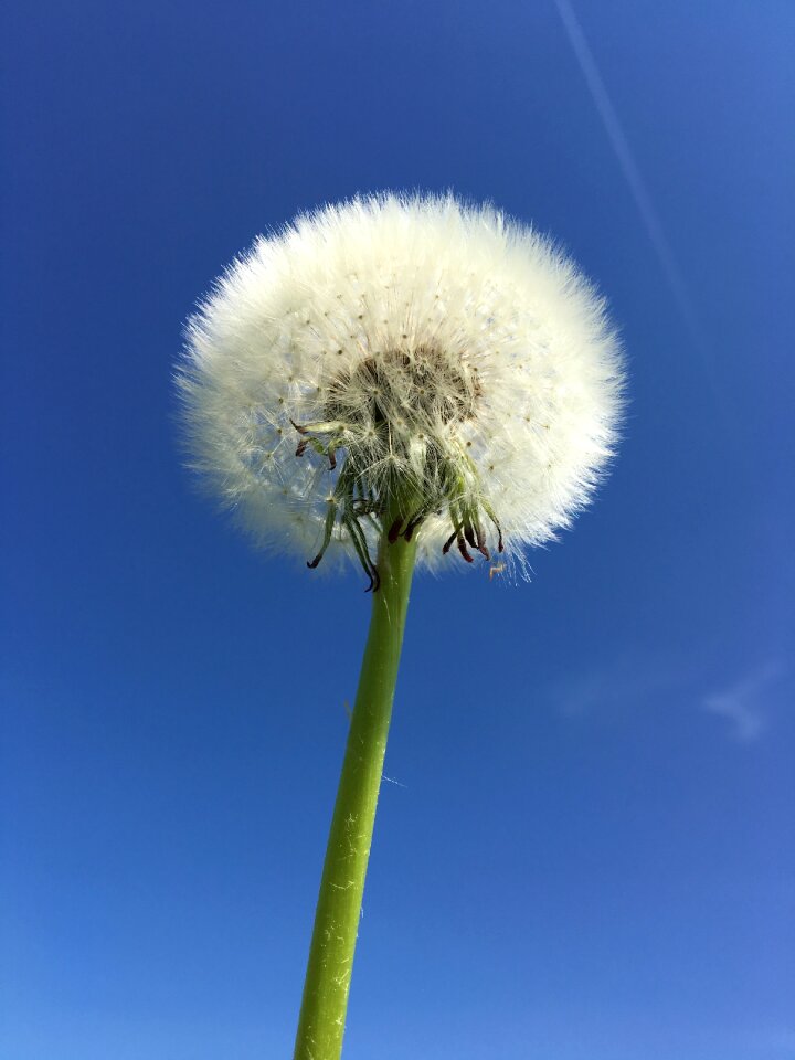White plant flower