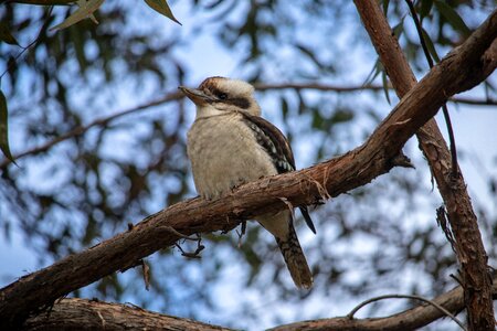 Australia wildlife nature