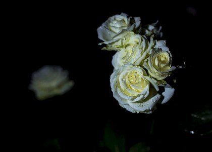 Flowers black nature photo