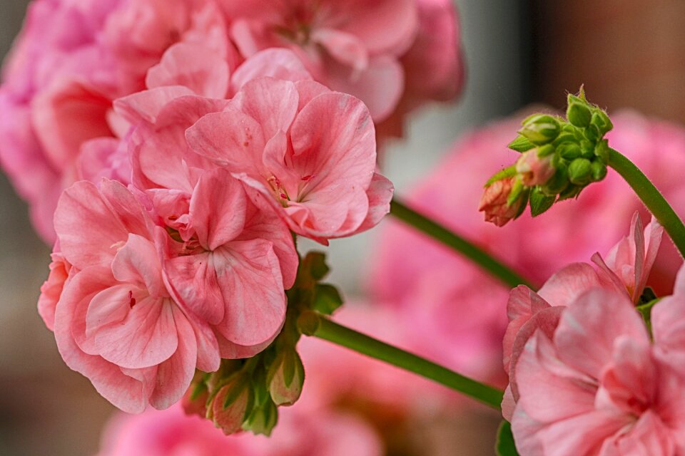 Garden summer flowers