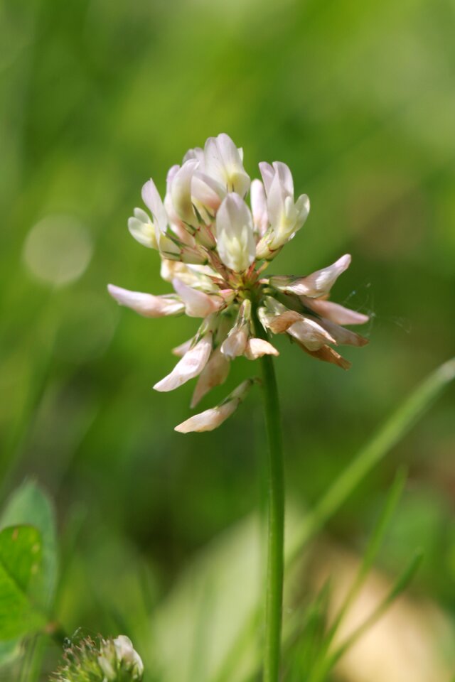 Field garden white