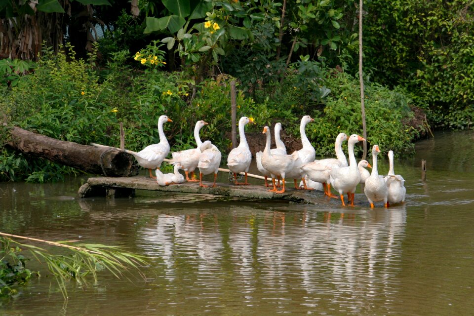 Animals birds water