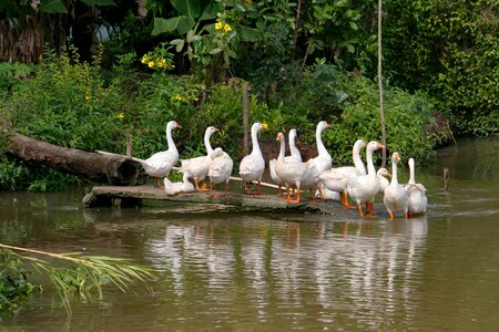 Animals birds water