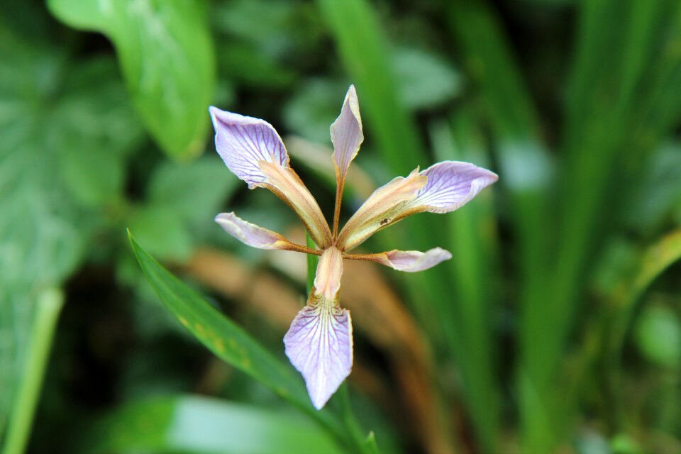 Iris wild purple iris flower of iris