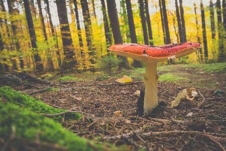 Red fly agaric mushroom spotted forest mushroom photo