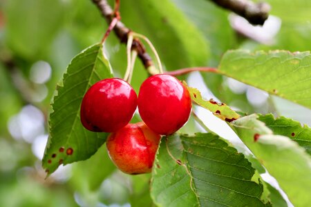 Fruit red cherries red
