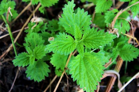 Plant herbal medicine herbal