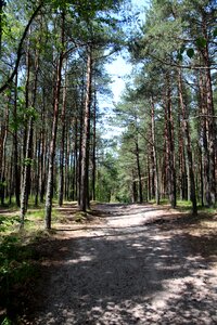 Pine nature trees photo