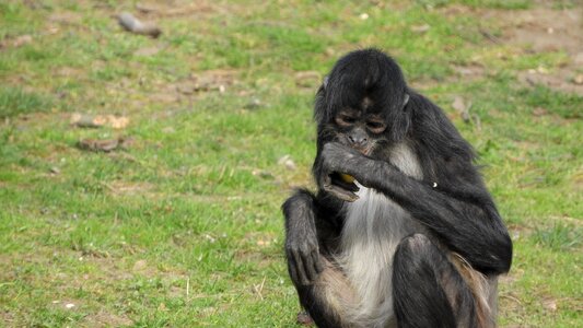 Feeding the monkey with food sitting photo