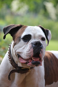 Fur necklace dog look