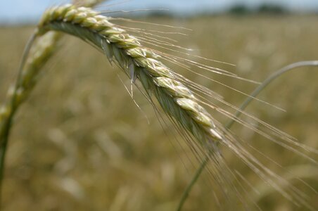 Kłos grains field