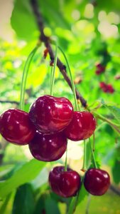 Nature red green