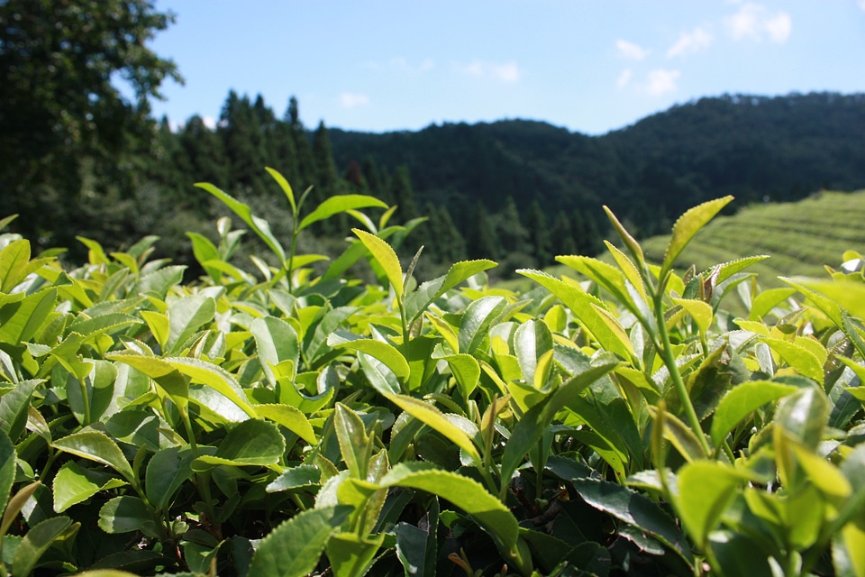 Landscape tea leaf
