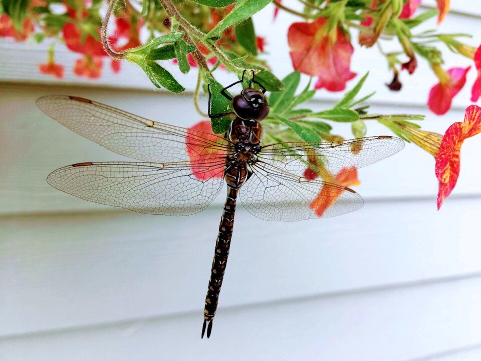 Wildlife macro wing