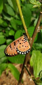 Butterfly orange nature photo