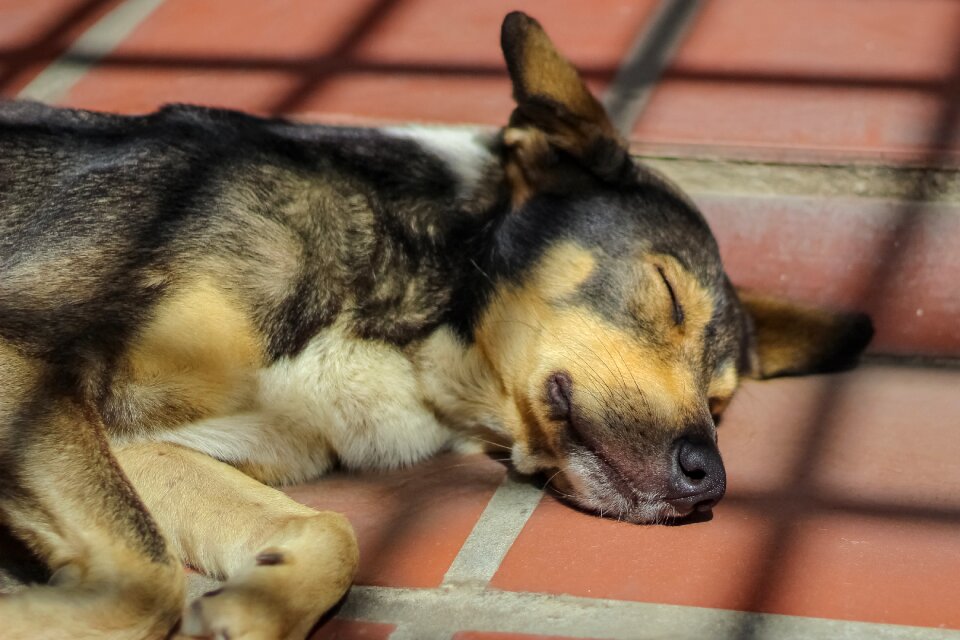 Canine pets lying