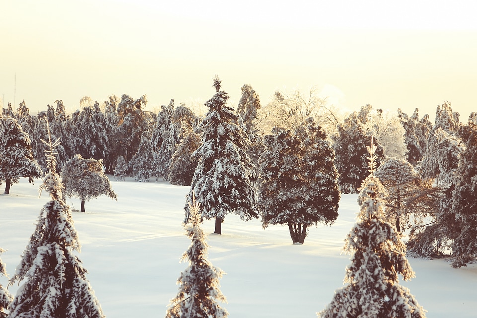 Cold snow nature