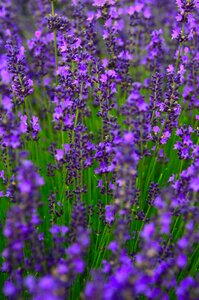 Flower mood lavender flowers