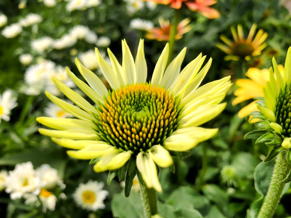Blossom bloom plant