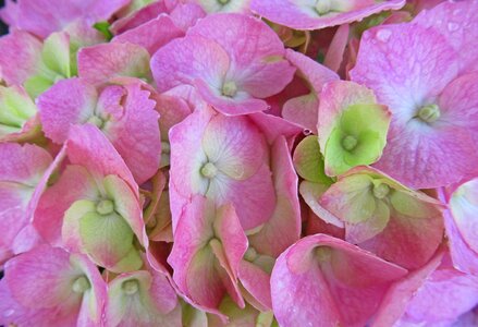 Rain flower hydrangea