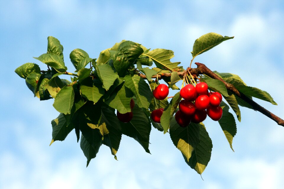 Delicious branch leaves
