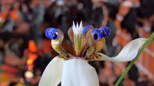 Orchid flower garden