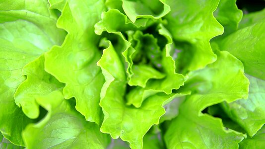 Green vitamins leaf lettuce photo