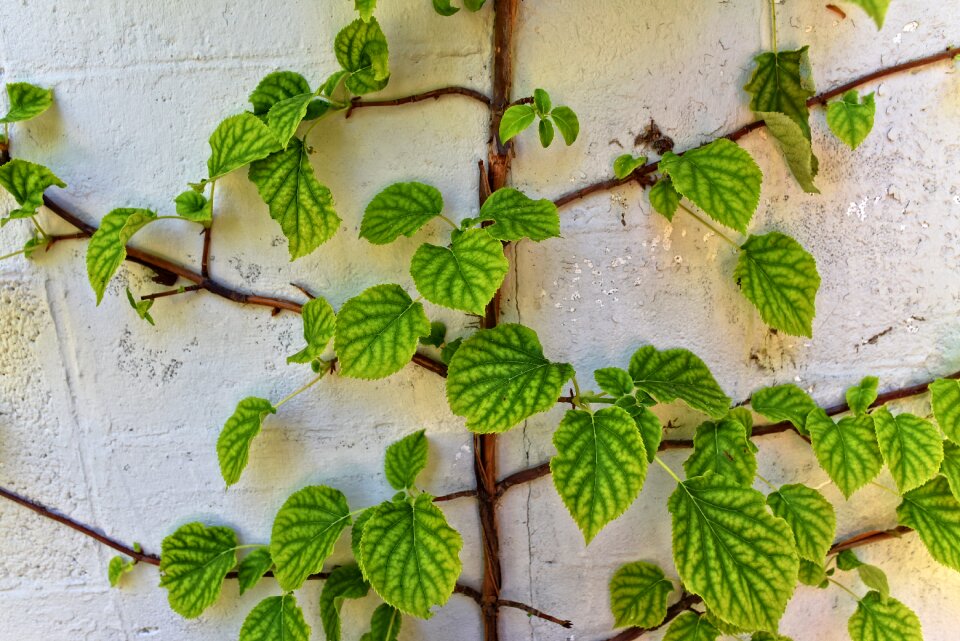 Plant climber wall