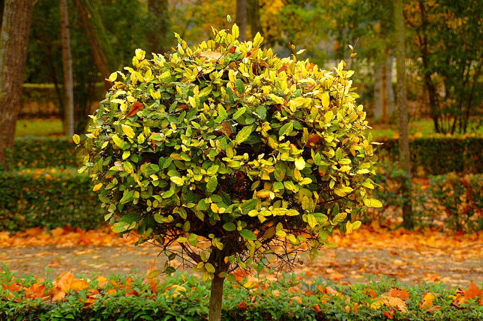 Trees trunk branches