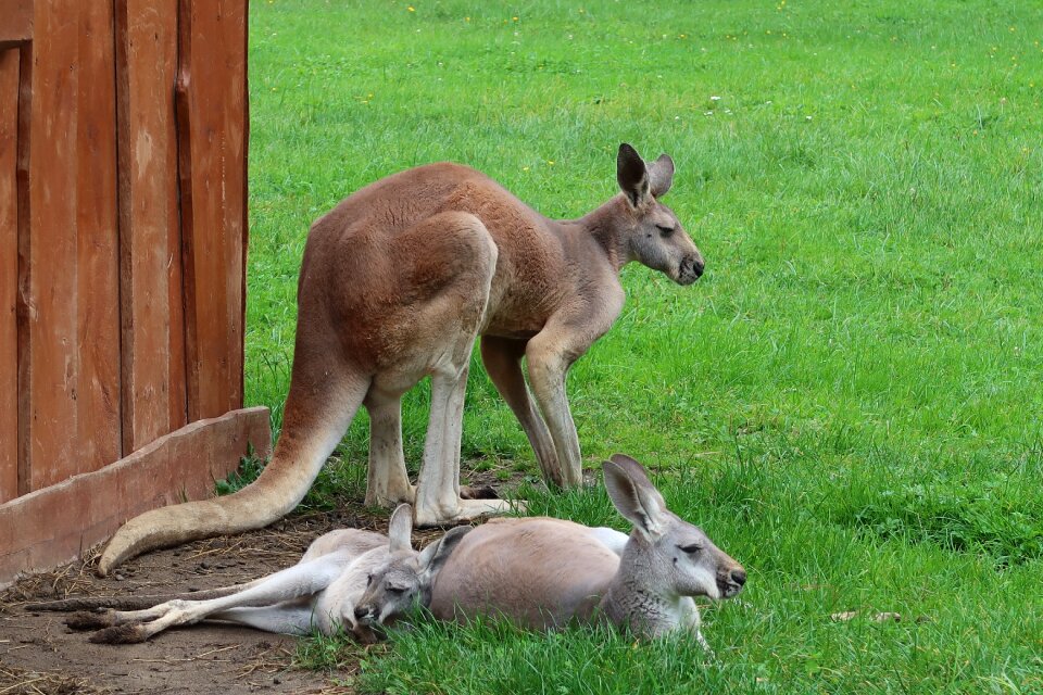 Borysew zoo
