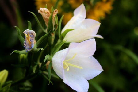 Tinker bell garden flowers flowers wildflowers photo