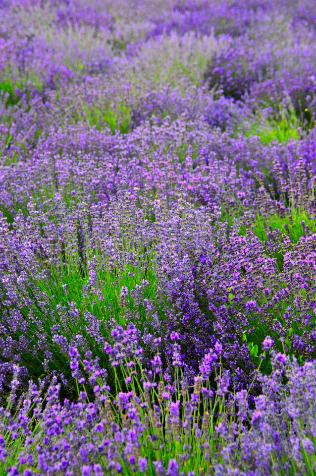 Flower mood lavender flowers photo