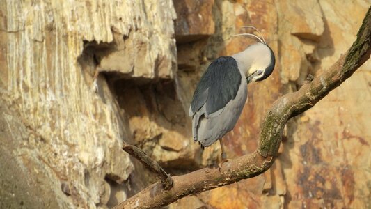 Hygiene cleaning feathers on a branch photo