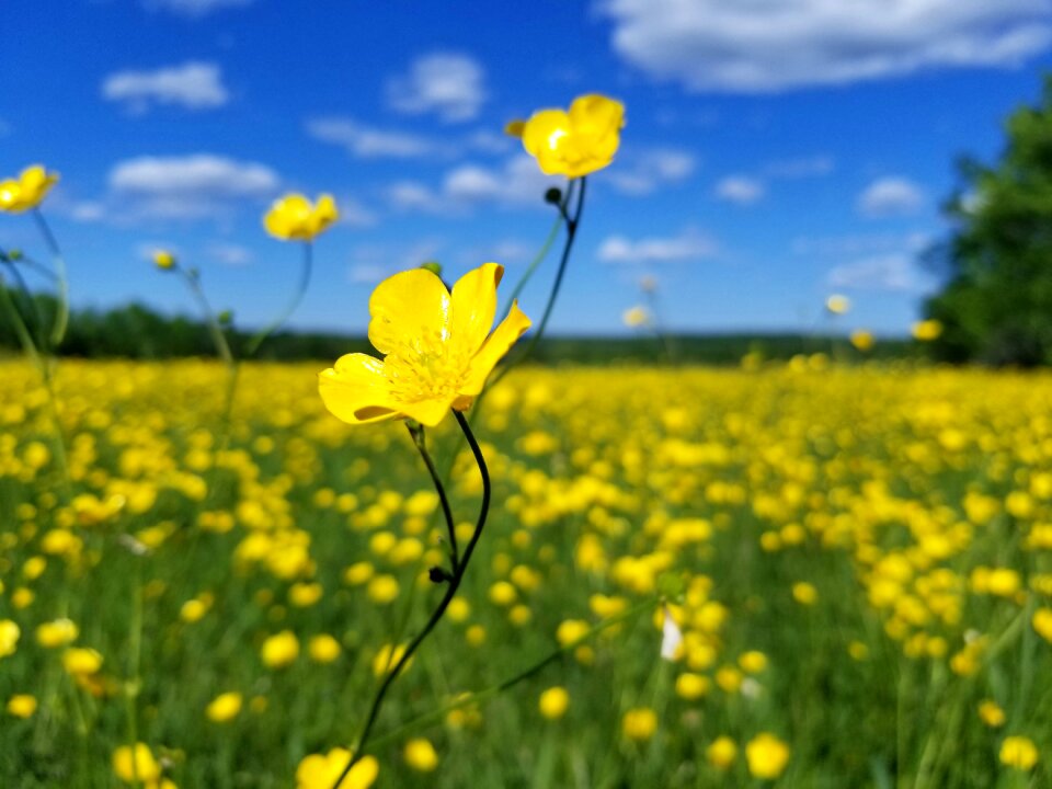 Meadow field nature photo