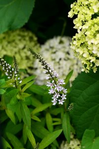 Lysimachia clethroides duck-billed felberich loosestrife photo