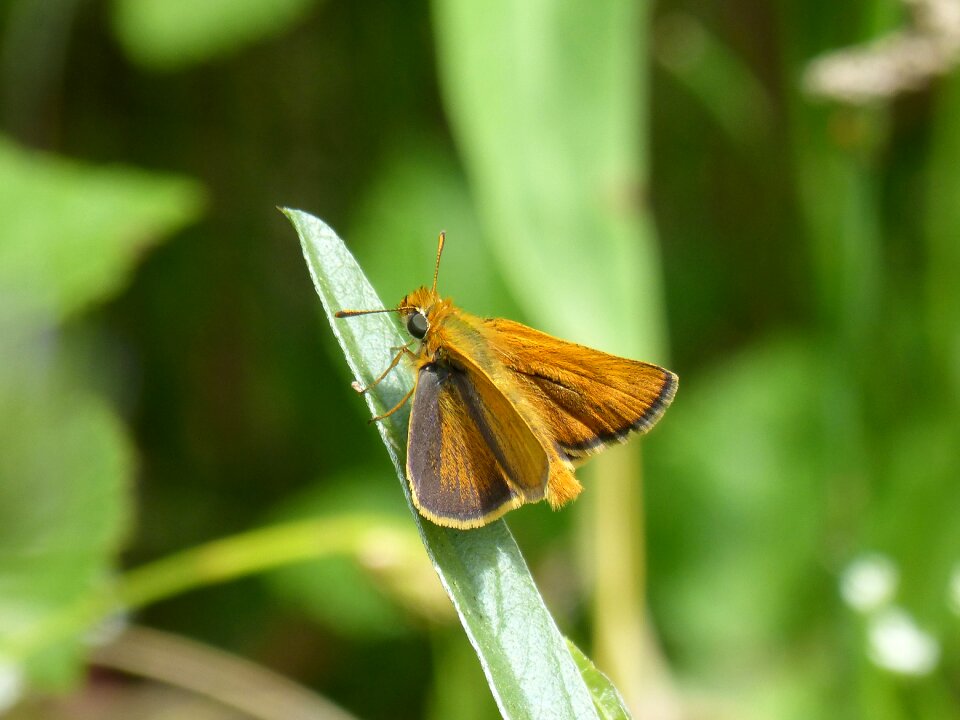 Butterfly episyrphus balteatus leaf
