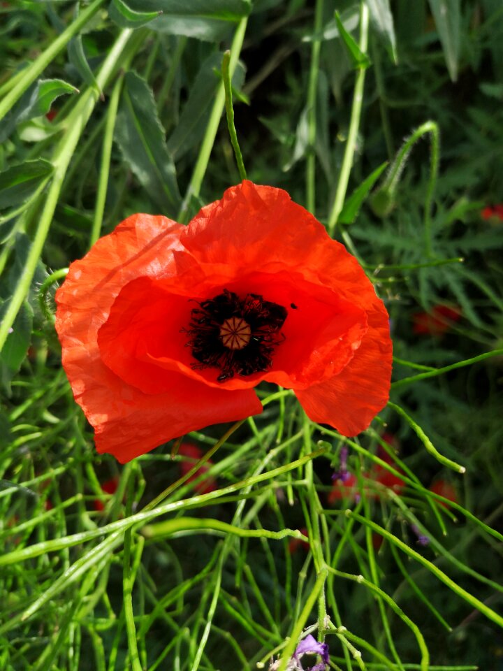 Summer poppy flower