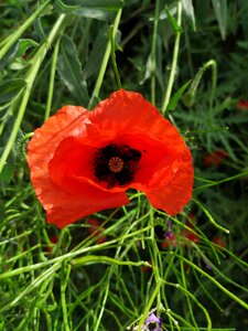 Summer poppy flower