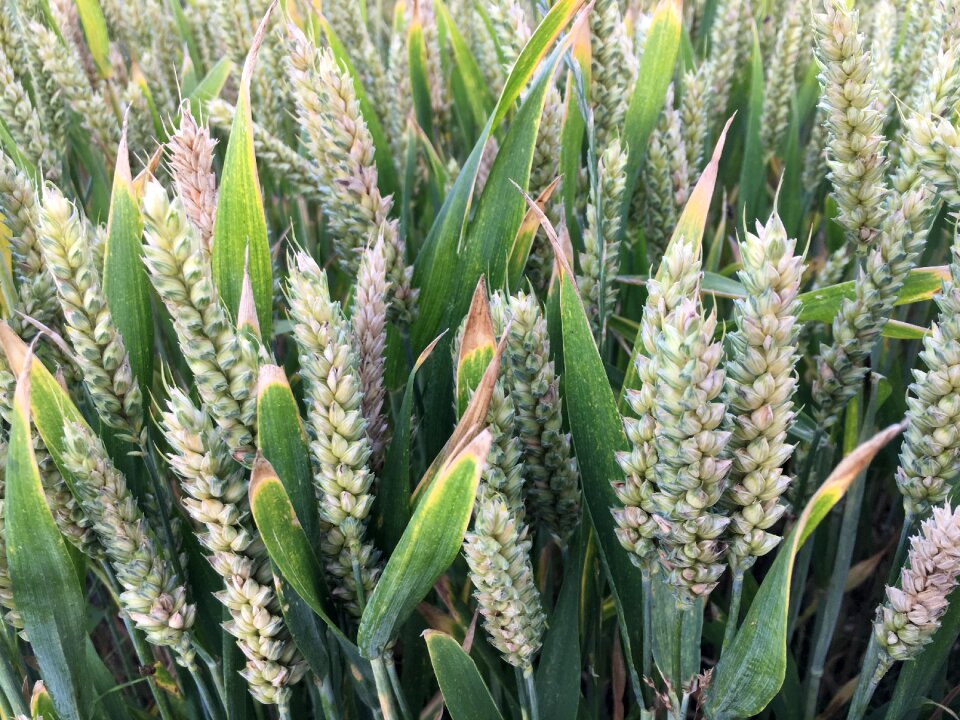 Culture agricultural wheat